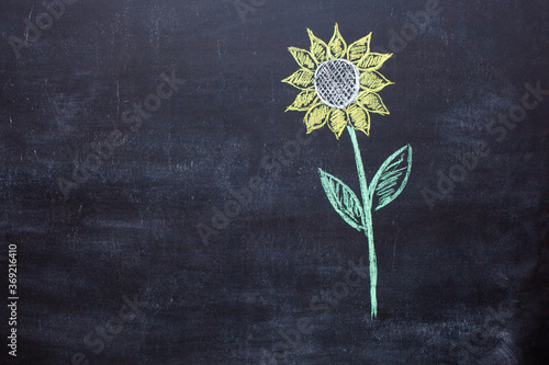 Drawing of a sunflower flower on a chalk Board