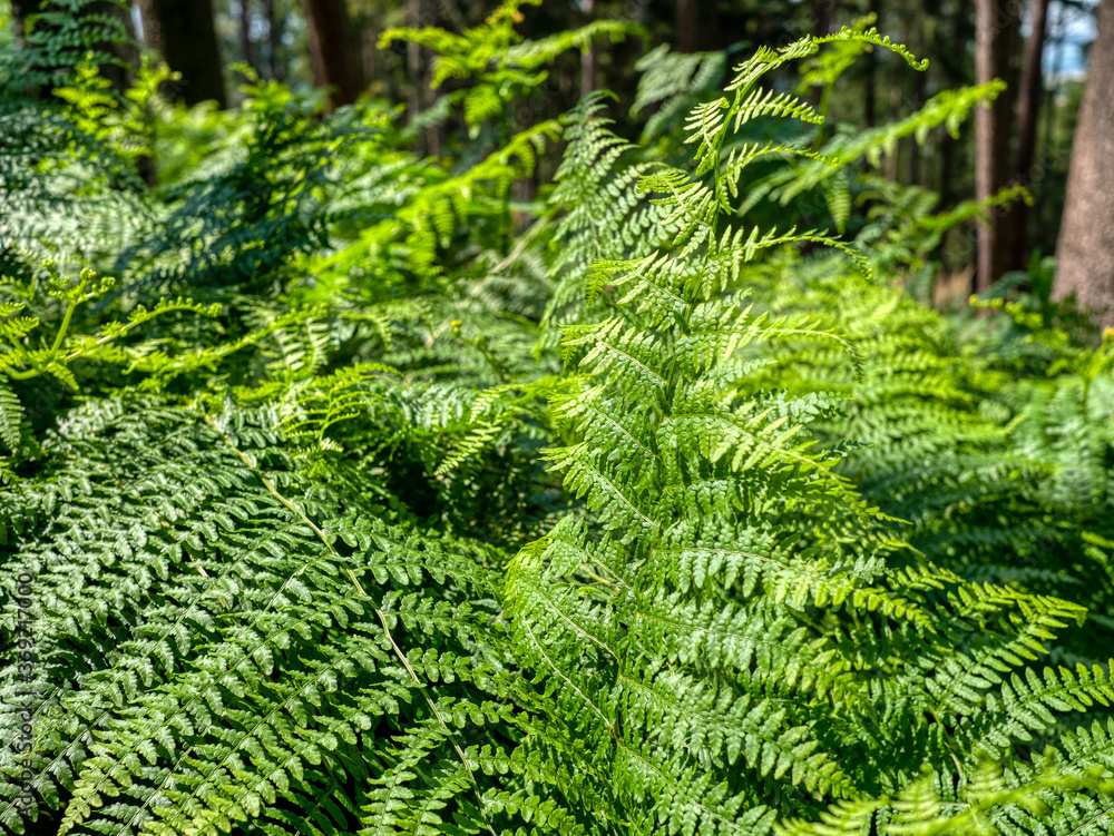 A fern growing in the forest. A fern growing in the forest.