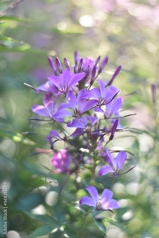 Obraz premium Blühende Spinnenblume (Cleome)