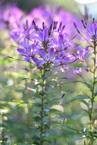 Bl  hende Spinnenblume  Cleome 