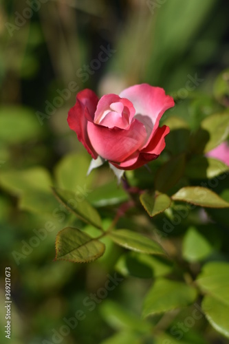 Einzelne Rosenblüte