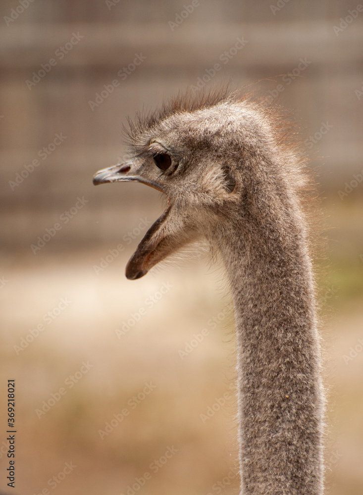 Fototapeta premium ostrich head, opened mouth, back view