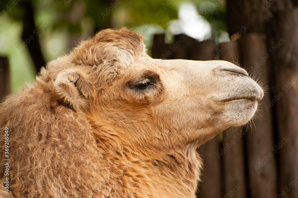 Fototapeta premium camel close up