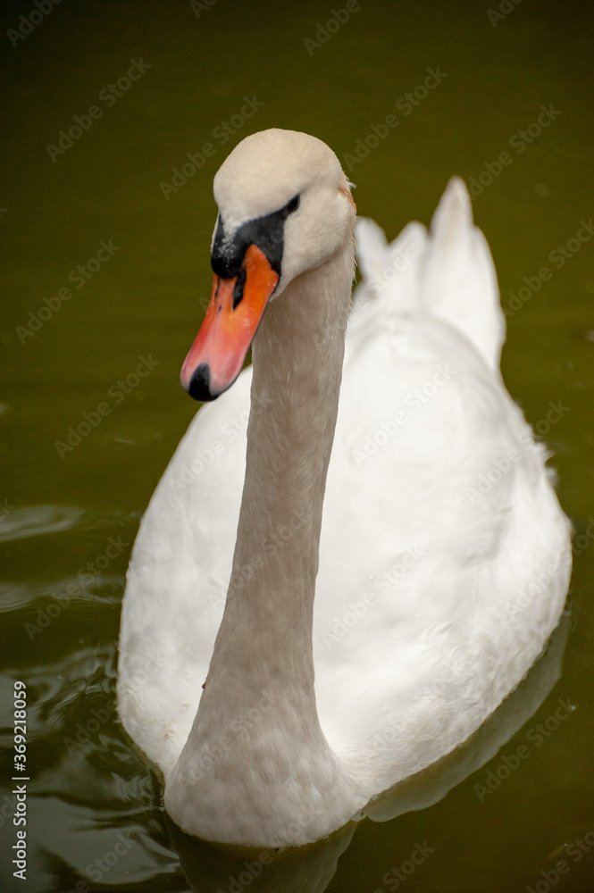 Obraz premium swan on the water