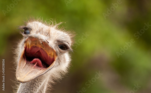 Ostrich head, opened mouth. Close up © alastis