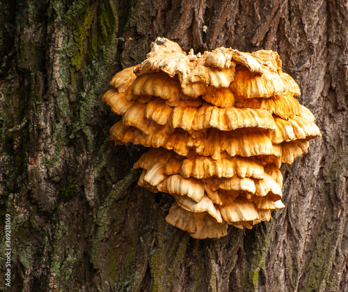 Tinder fungus, a tree-dwelling parasite