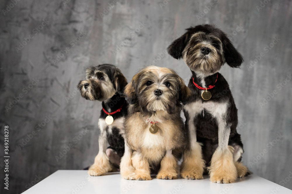Three Bichon Lion dogs photographed in the studio. Dogs look in camera on white cube with gray background Three Bichon Lion dogs photographed in the studio. Dogs look in camera on white cube with gray background