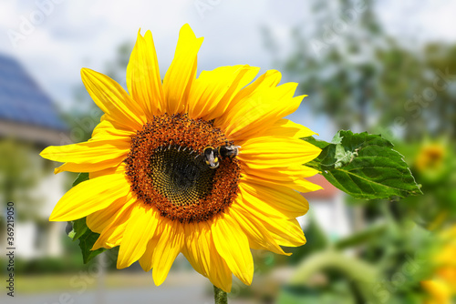 Sonnenblume