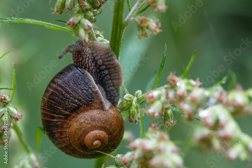 a large snail crawls on a green flower