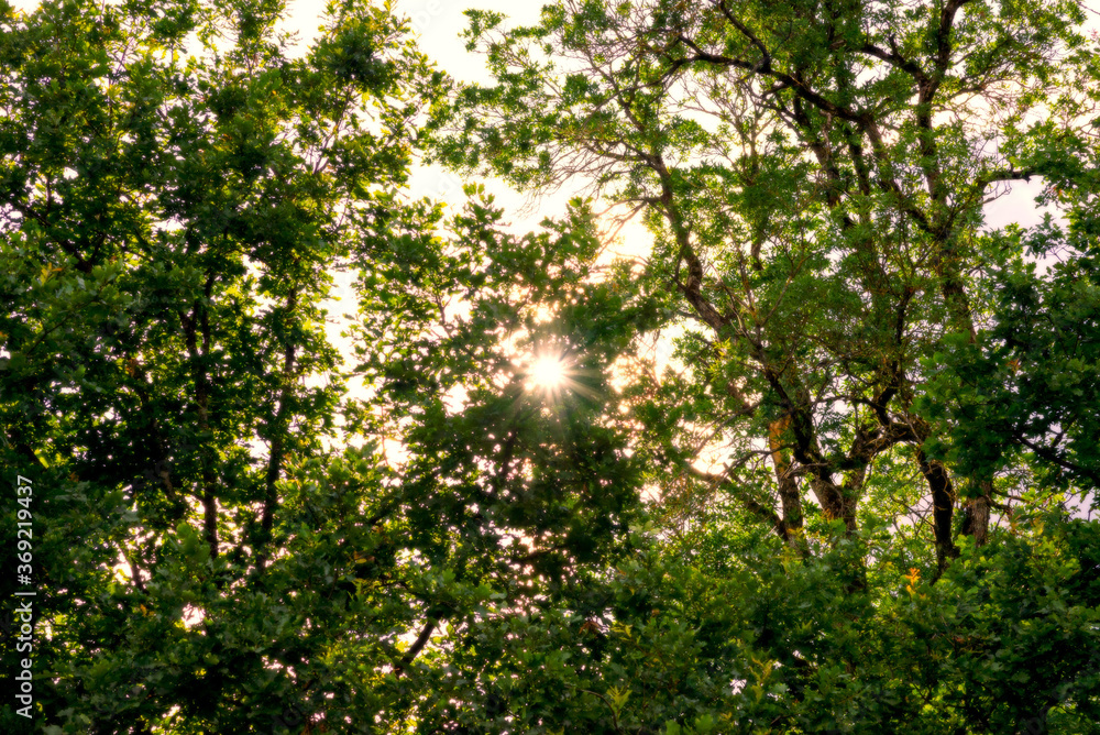 Fototapeta premium sunlight in trees of green evening summer forest,sunrays of the sun shine through the foliage of trees