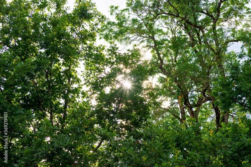 sunlight in trees of green evening summer forest sunrays of the sun shine through the foliage of trees