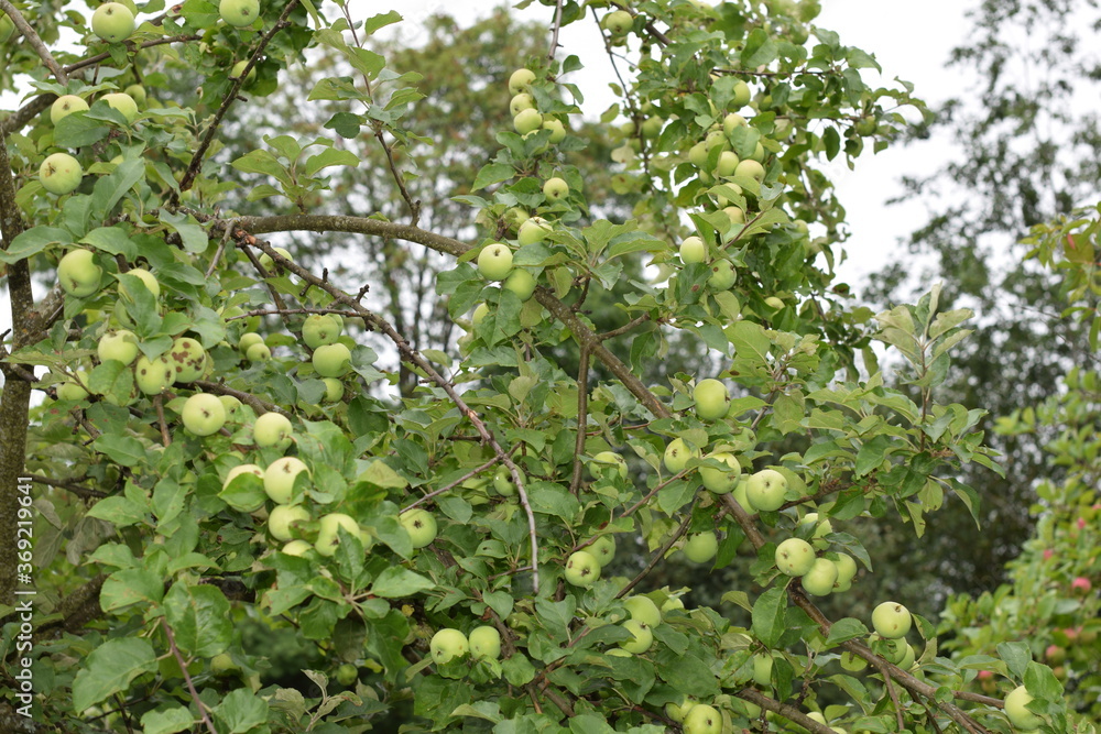 apples on a branch in the garden