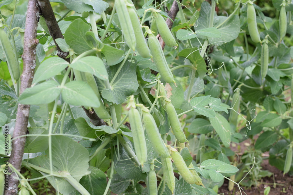 close-up of green pea plants close-up of green pea plants