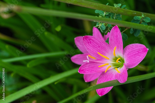 Purple Rain Lilies Zephyranthes