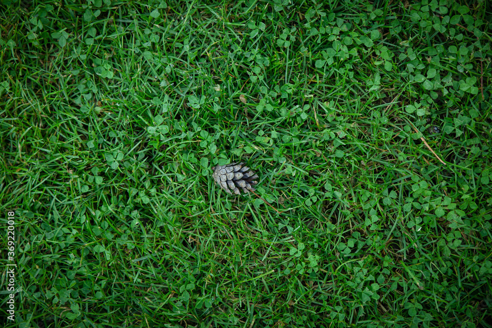 Obraz premium on the green grass, on the lawn - lies a cone. Backgrounds and textures 