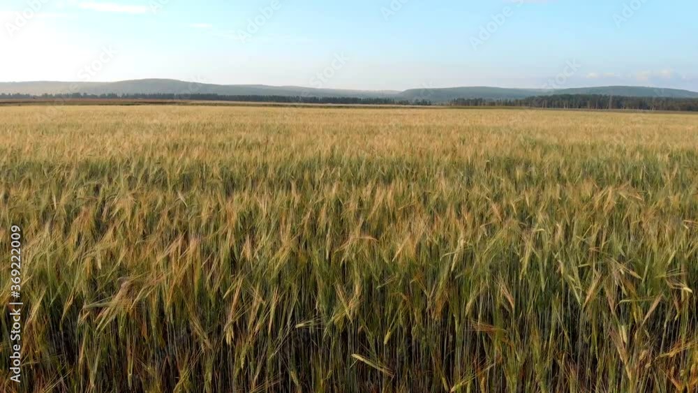 Drone flight over a golden wheat field at sunset. Grain harvesting. Beautiful view on the nature landscape and agriculture plant. Drone flight over a golden wheat field at sunset. Grain harvesting. Beautiful view on the nature landscape and agriculture plant.