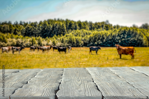 A table in a beautiful landscape with dairy cows in the background