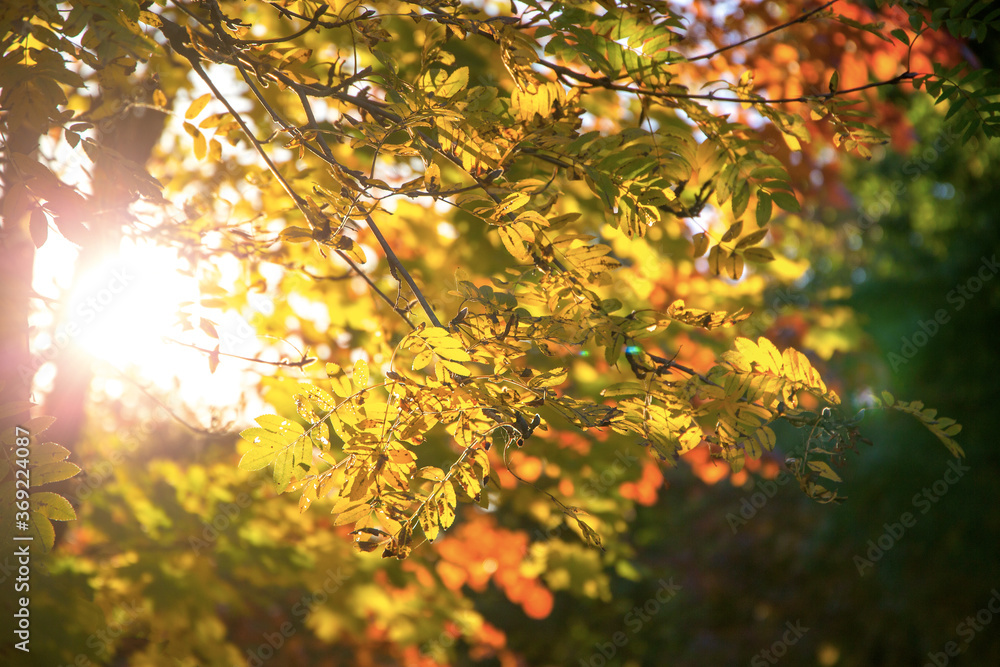 Autumn background, tree branch in autumnal forest, bright warm sun light, golden autumn Autumn background, tree branch in autumnal forest, bright warm sun light, golden autumn