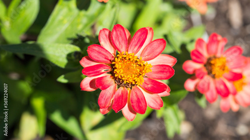 Close up of a Zinnia flower. With red petals and yellow center.