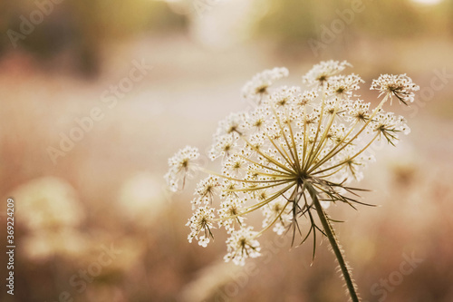 Wallpaper Mural Wild autumn flowers herbs in sunshine chocolate tone Torontodigital.ca
