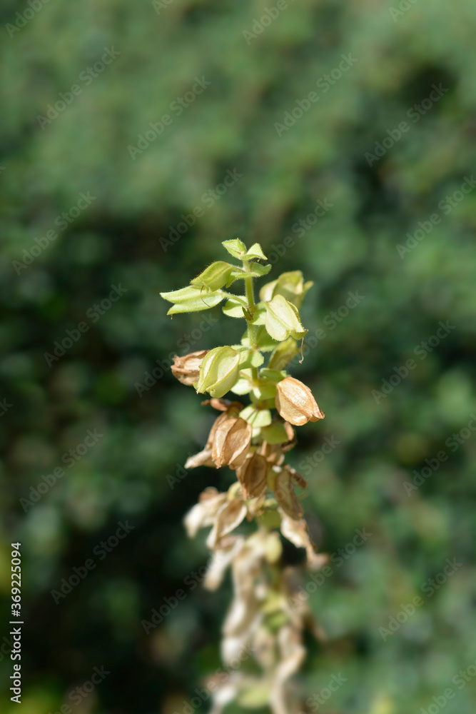 Monkey flower Monkey flower