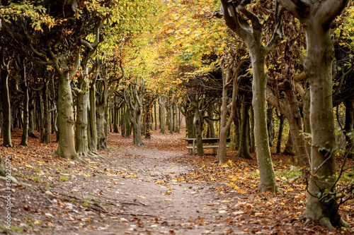 Sofiero garden and forest in Helsingborg, Skane. Autumn in Sweden photo