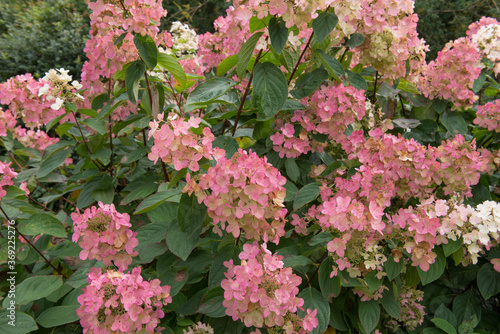 Flower Heads of a Paniculate Hydrangea Shrub (Hydrangea paniculata 'Pink Diamond') Growing in a Woodland Garden in Rural Devon, England, UK