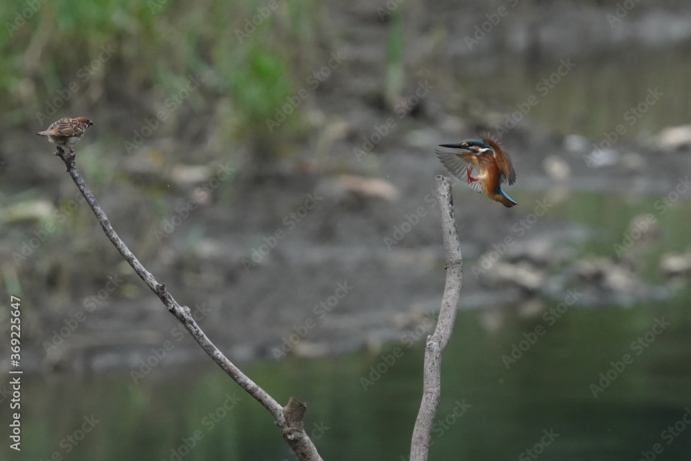 Fototapeta premium kingfisher in flight