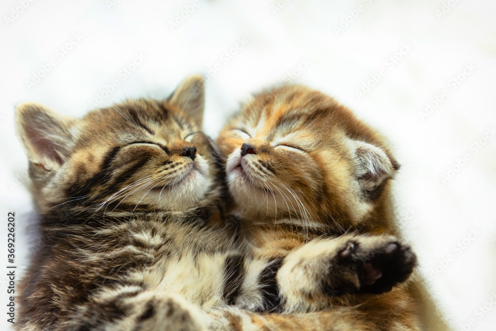 Two cute kittens sleep together. Two cute kittens sleep together.