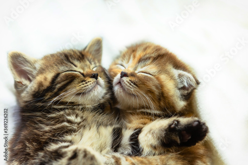 Two cute kittens sleep together.