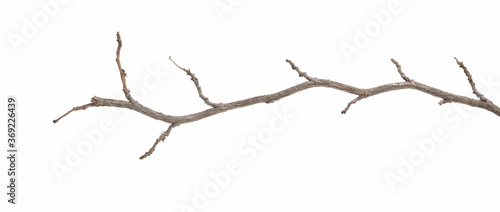 Devil s ivy branch  ceylon creeper twig  hedera helix isolated white background  clipping path