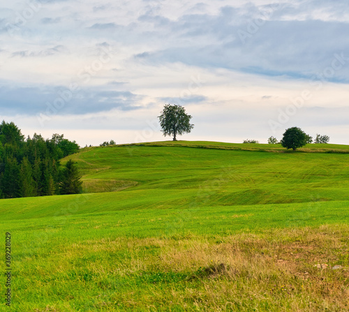  Beech tree on a hill above a green meadow, Slovakia