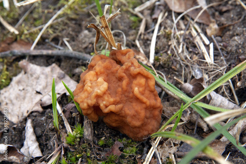 Gyromitra. Conditionally edible mushroom. Requires mandatory heat treatment. © Светлана Марковец