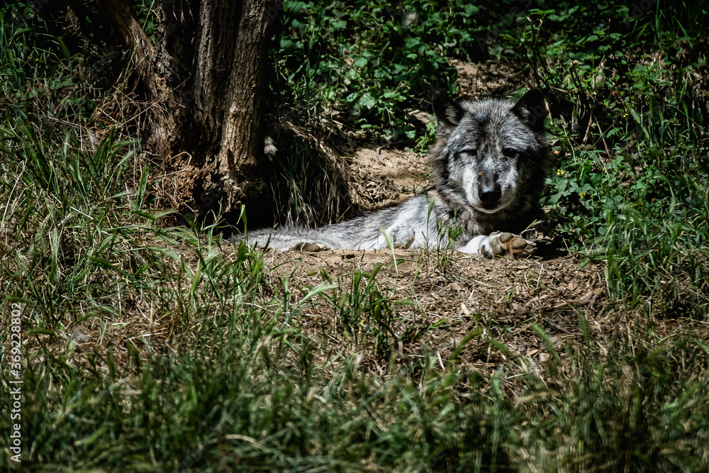 Magnifique loup du canada au pelage gris - Canis lupus Magnifique loup du canada au pelage gris - Canis lupus