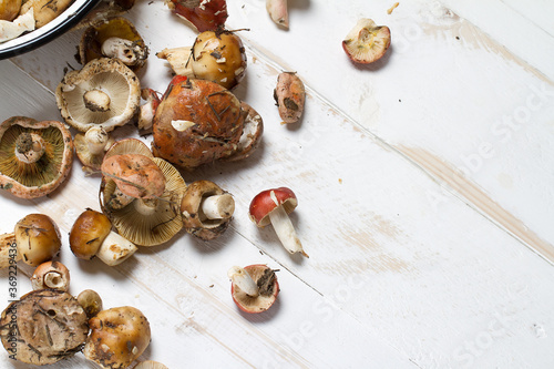 Northern forest mushrooms photo