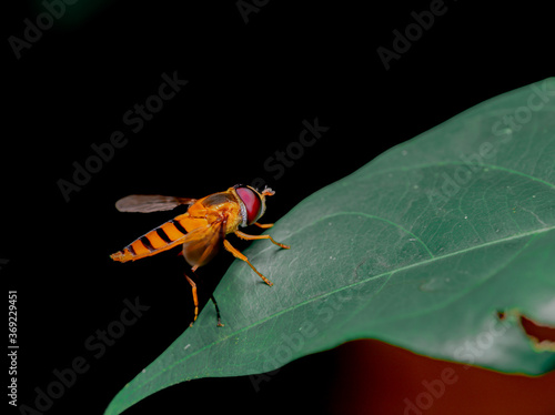 Close - up taken an orange fly standing on the leaves. Insect macro photography in nature from Thailand Khao Yai  national park  photo