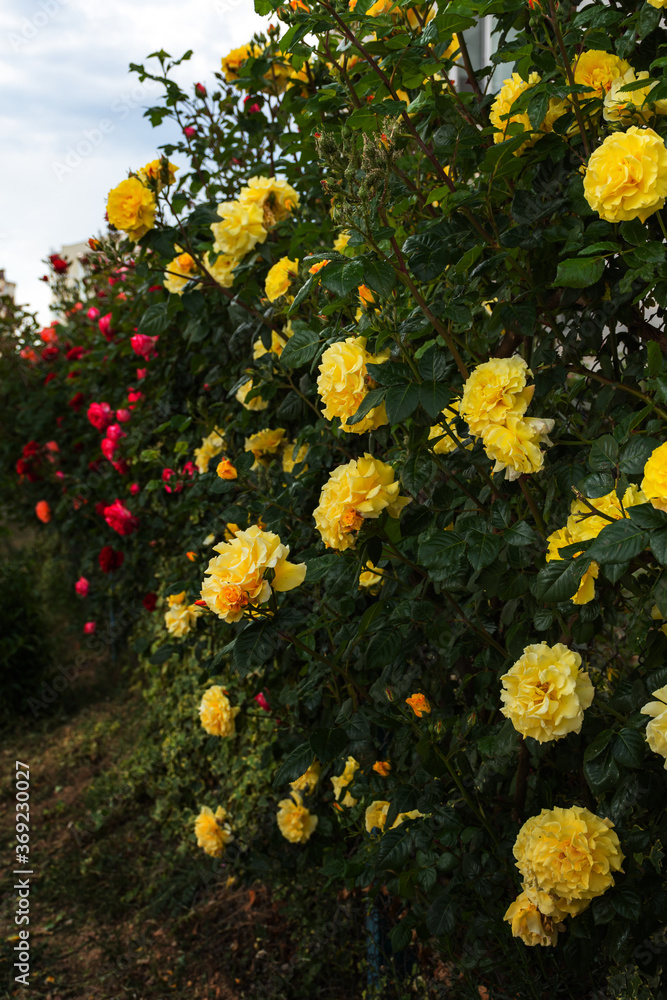 Yellow roses on a Bush in selective focus. Beautiful delicate trailing garden roses on a blurred background. A summer of juicy colors. Queen of the garden. The vertical composition.