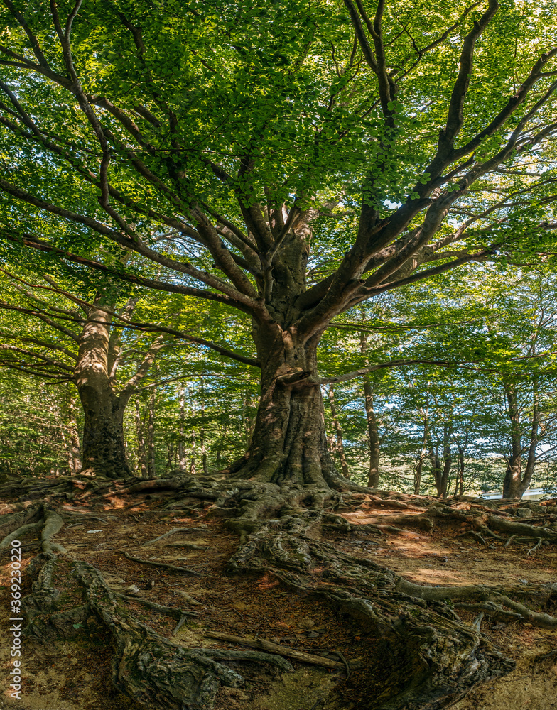 Roots and centennial tree in Santa Fe, in the Montseny mountain, located in Barcelona, Catalonia Roots and centennial tree in Santa Fe, in the Montseny mountain, located in Barcelona, Catalonia
