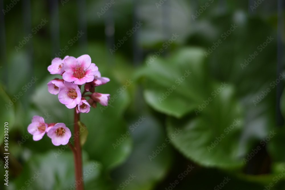 Blüten einer Bergenie (Bergenia) Blüten einer Bergenie (Bergenia)