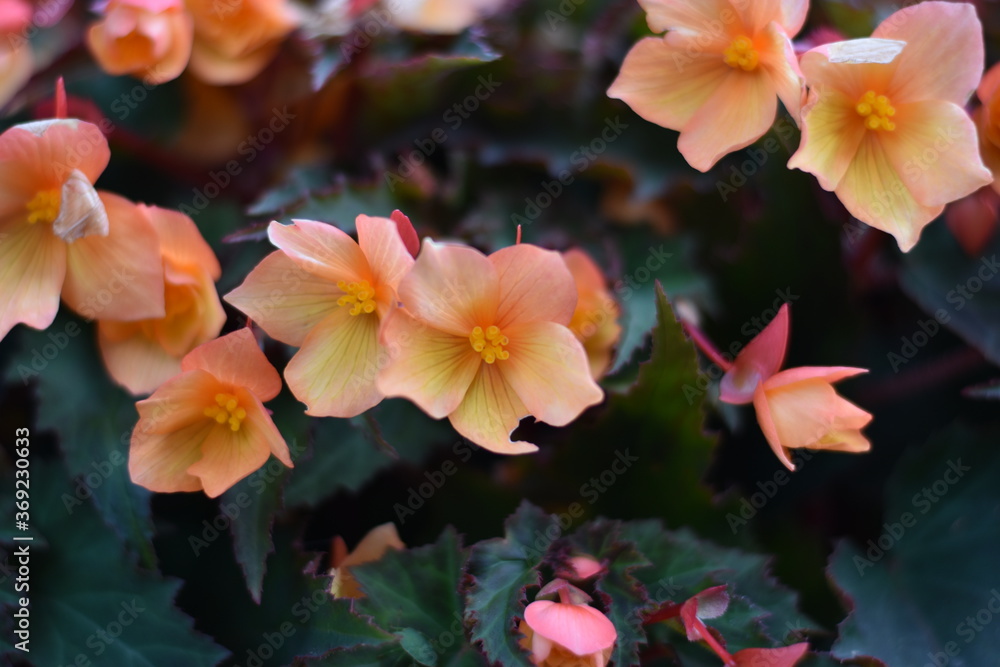 Naklejka premium Blühende Begonie (Begonia)