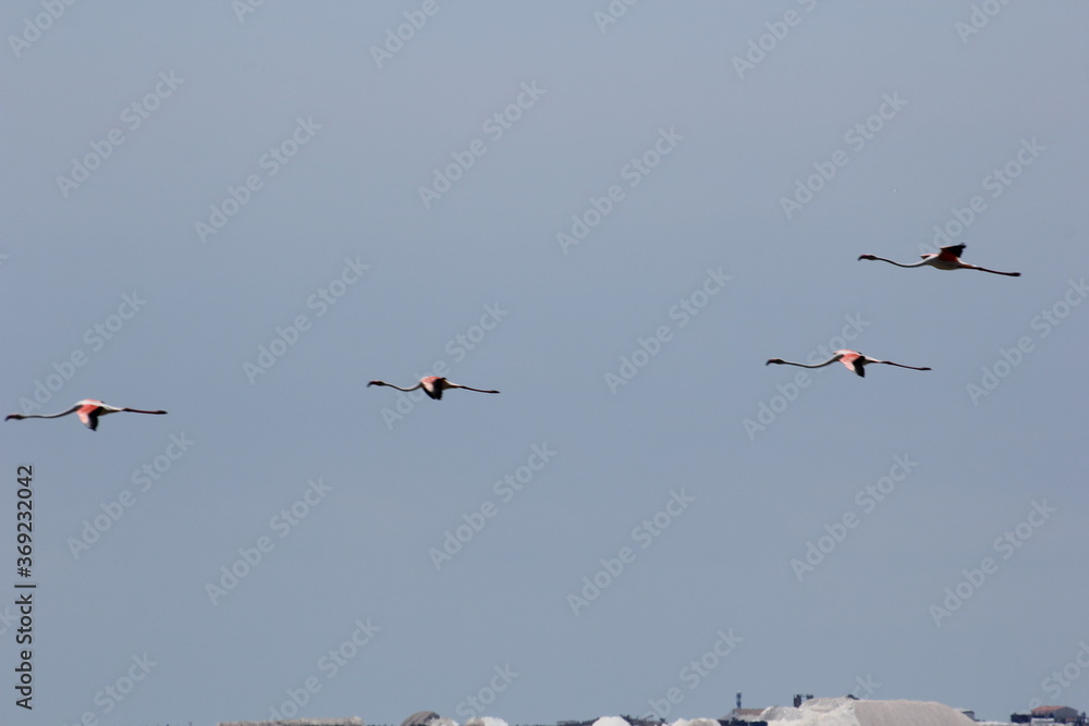 Fototapeta premium flamencos volando en el delta del ebro
