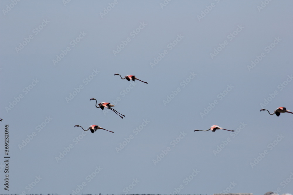 Fototapeta premium flamencos volando en el delta del ebro