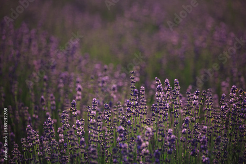 purple lavender flowers macro at sunrise