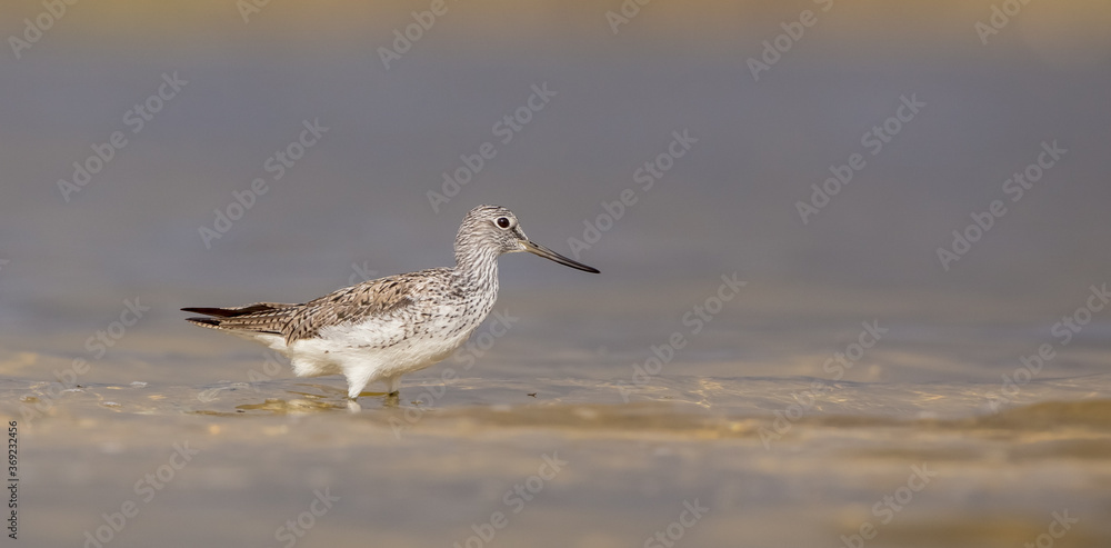 Common Greenshank - Tringa nebularia - feeding at a wetland in spring Common Greenshank - Tringa nebularia - feeding at a wetland in spring