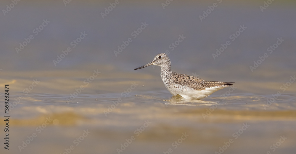 Common Greenshank - Tringa nebularia - feeding at a wetland in spring Common Greenshank - Tringa nebularia - feeding at a wetland in spring