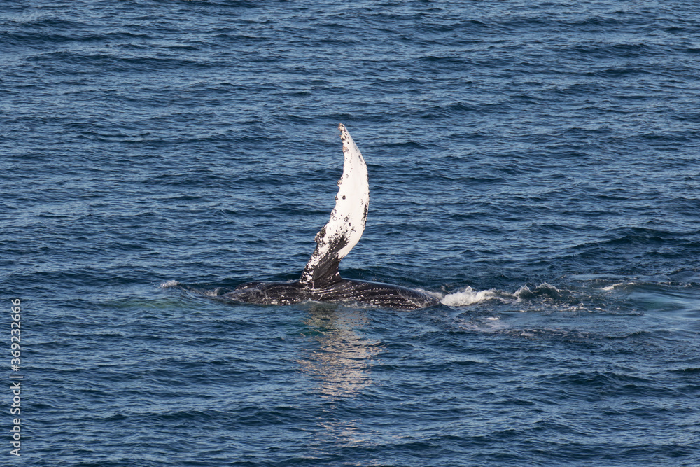 Fototapeta premium Humpback Whale waving it's pectoral fin, Loreto in Baja California, Mexico