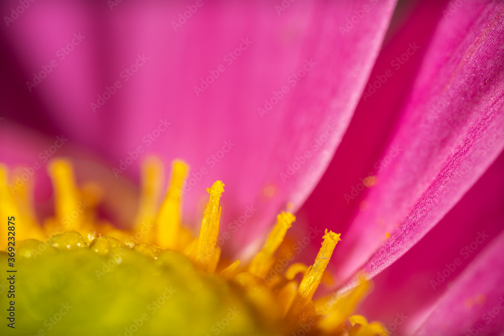 Vibrant macro photo of a purple and yellow flower. Texture floral background. Vibrant macro photo of a purple and yellow flower. Texture floral background.