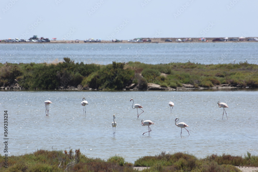 flamencos del delta del Ebro en libertad