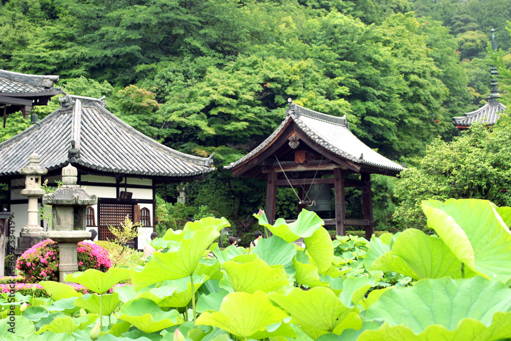 寺院の蓮