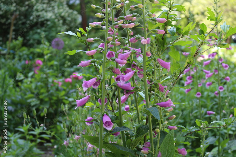 Delicate pink bells bloom in the summer garden
Delicate pink bells bloom in the summer garden